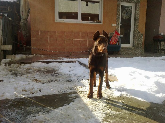 11022013881 - G- CAINII MEI-BUCOVINENI SI UN DOBERMAN