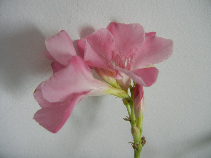 Pink Oleander (2013, February 11) - NERIUM Oleander