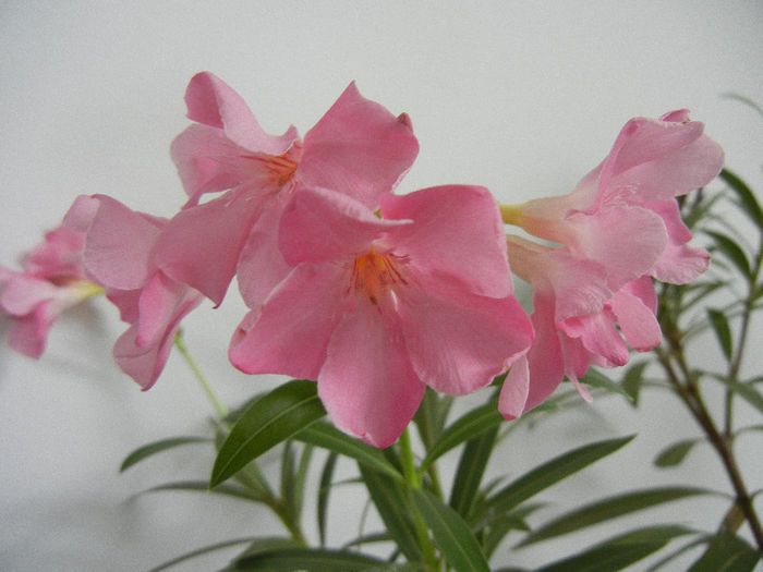 Pink Oleander (2013, February 11)