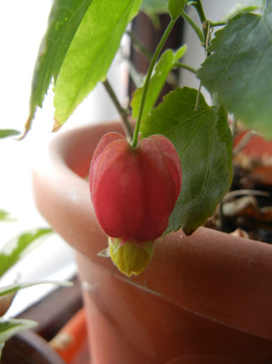 Abutilon megapotamicum (2013, Feb.11) - Abutilon megapotamicum