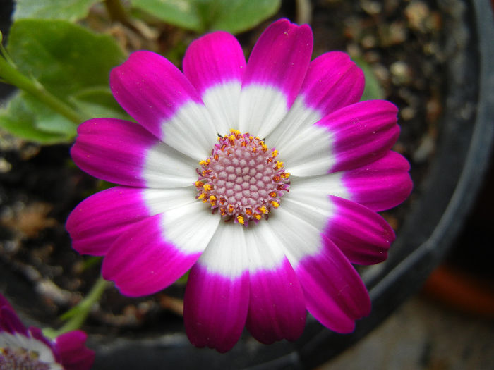 Pericallis x hybrida Fucshia (`13, Feb.11)