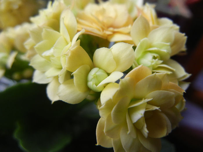 Yellow Kalanchoe (2013, February 11) - Kalanchoe Yellow