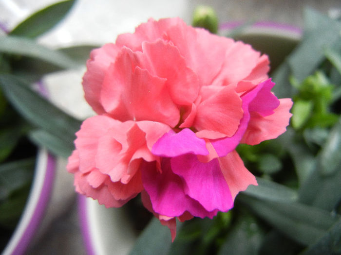 Dianthus (2013, February 09) - DIANTHUS_Garoafe Garofite