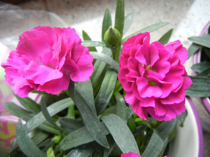 Dianthus (2013, February 09) - DIANTHUS_Garoafe Garofite