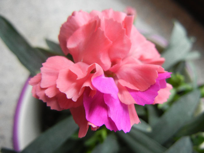 Dianthus (2013, February 11) - DIANTHUS_Garoafe Garofite