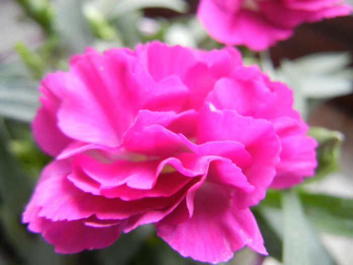 Pink Dianthus (2013, February 11)