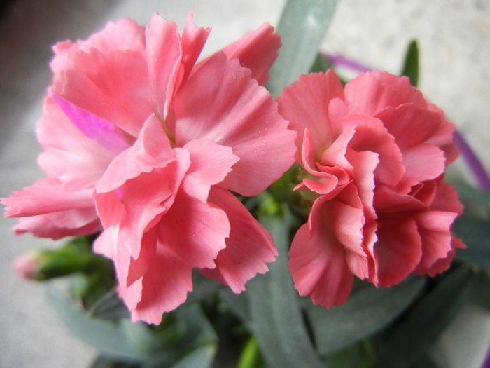 Dianthus (2013, February 11) - DIANTHUS_Garoafe Garofite