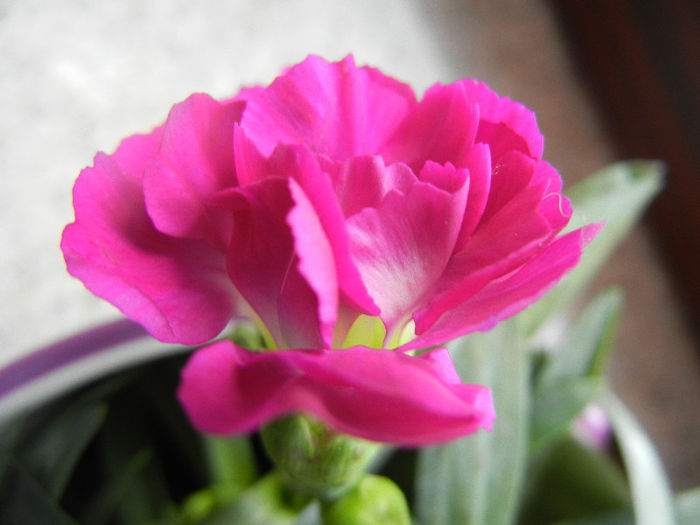 Pink Dianthus (2013, February 11)