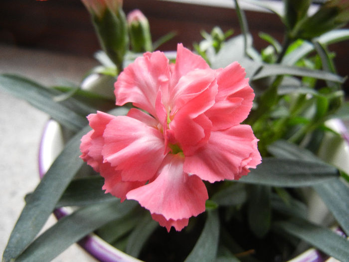 Dianthus (2013, February 11)