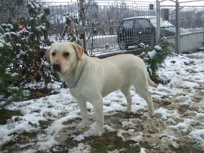 DSCF7817 (Medium) - Cora-Labrador retriever