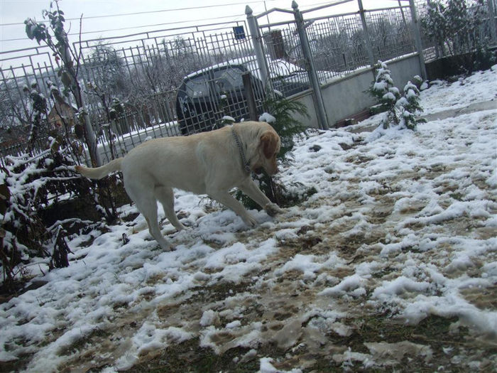 DSCF7820 (Medium) - Cora-Labrador retriever