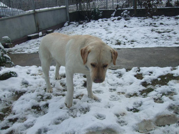 DSCF7784 (Medium) - Cora-Labrador retriever