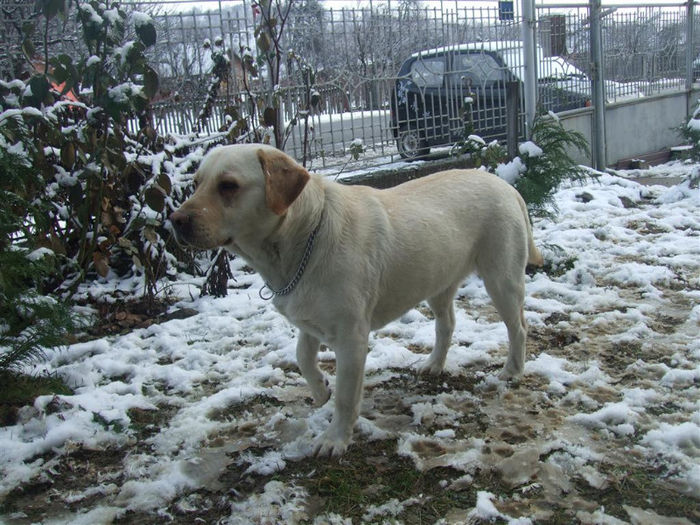 DSCF7816 (Medium) - Cora-Labrador retriever