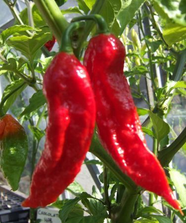 Bhut_Jolokia - ardei iuti