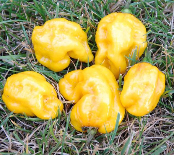 Big Sun Habanero - ardei iuti