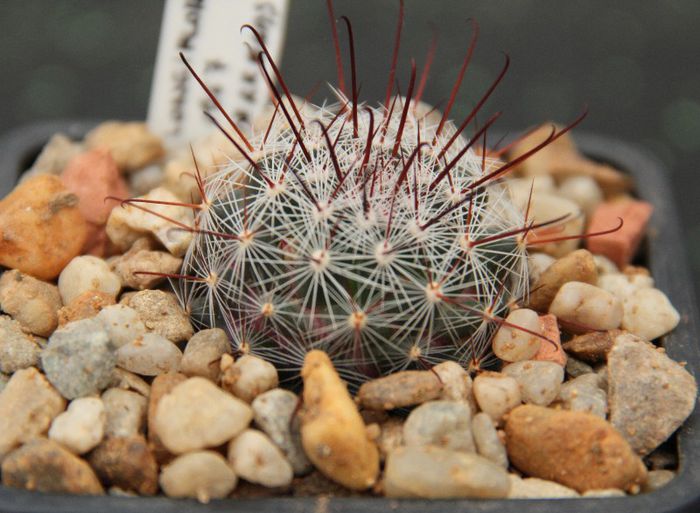 Mammillaria longiflora - Mammillaria longiflora