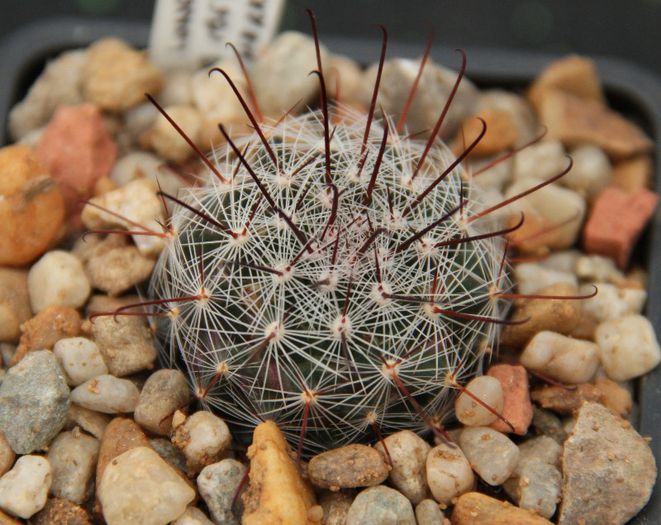 Mammillaria longiflora - Mammillaria longiflora