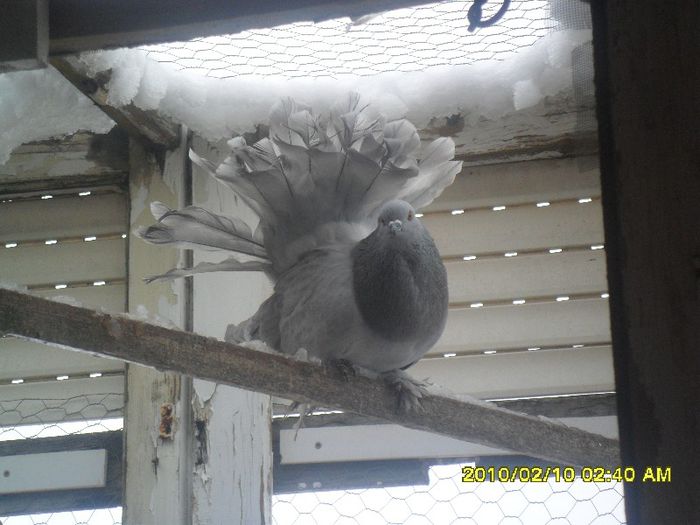 SAM_1088 - voltati indieni