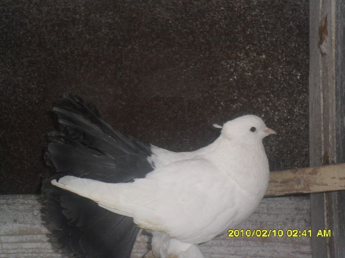 SAM_1094 - voltati indieni