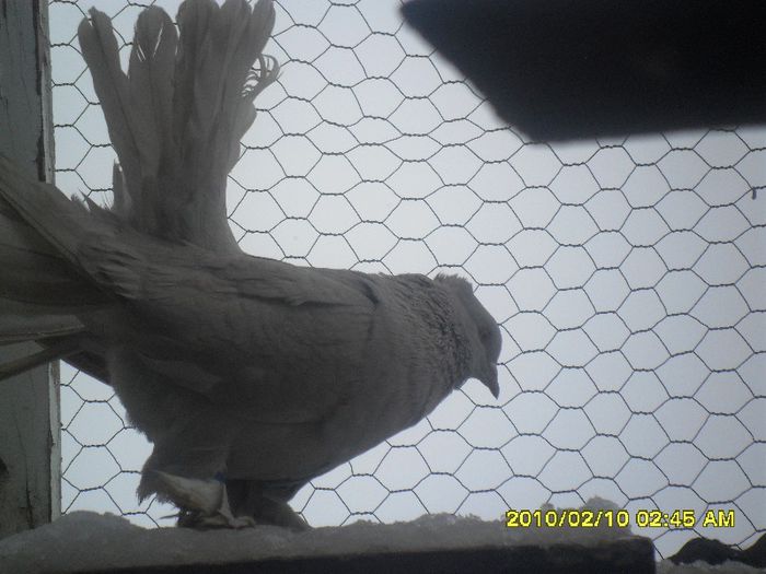 SAM_1108 - voltati indieni