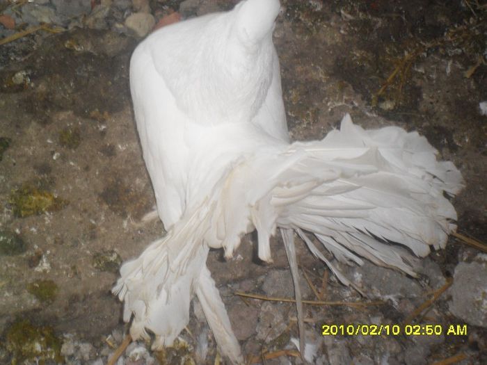 SAM_1126 - voltati indieni