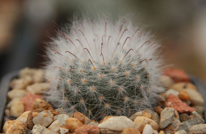 Mammillaria (Krainzia) guelzowiana - Mammillaria guelzowiana