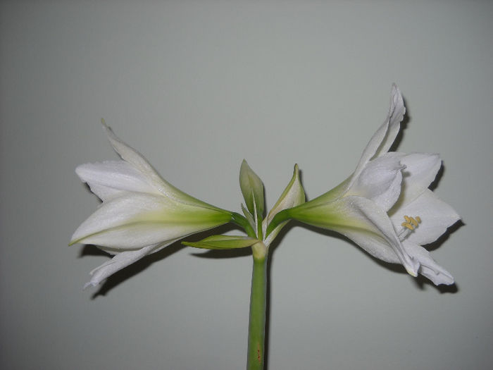 Alba ca zapada - 1AMARYILIS 2010-2019