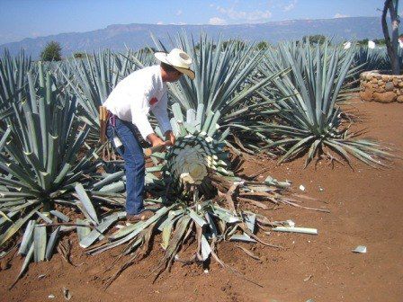 Agave tequilana Agave de tequila