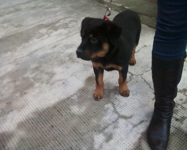 HERRA - HERRA_femela rottweiler