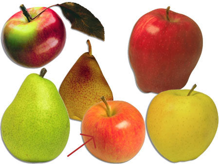 tort-de-mere-cu-scortisoara-1455