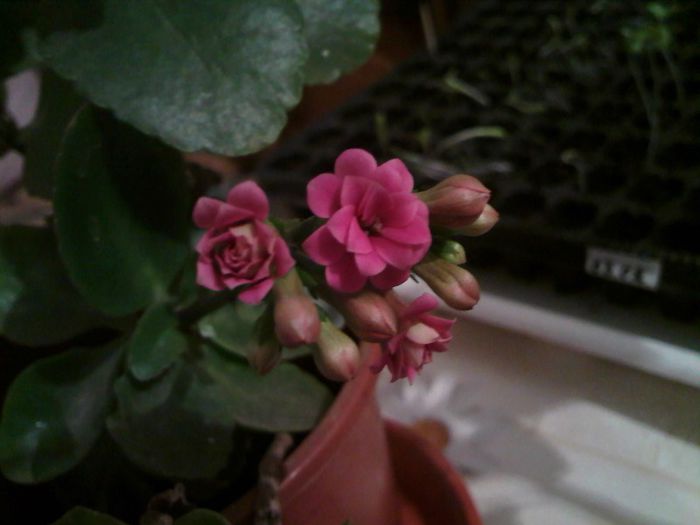 kalanchoe roz - Florile mele 2012