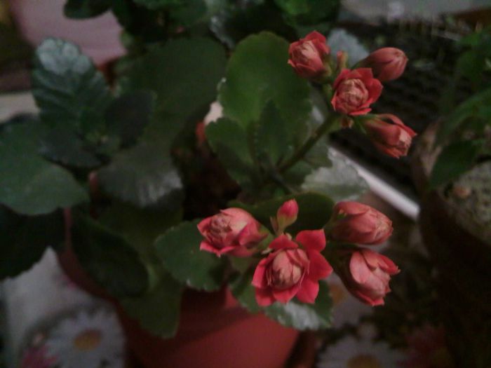 kalanchoe red - Florile mele 2012