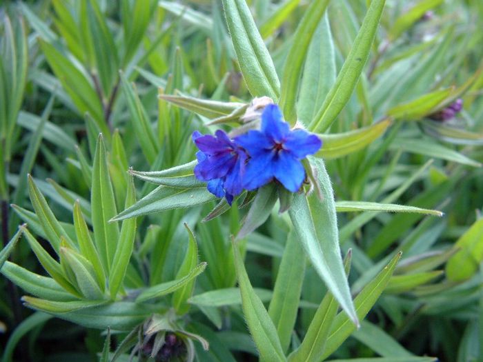 179 - Flori foarte multe flori