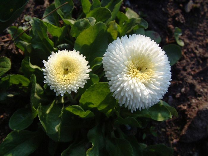 183 - Flori foarte multe flori