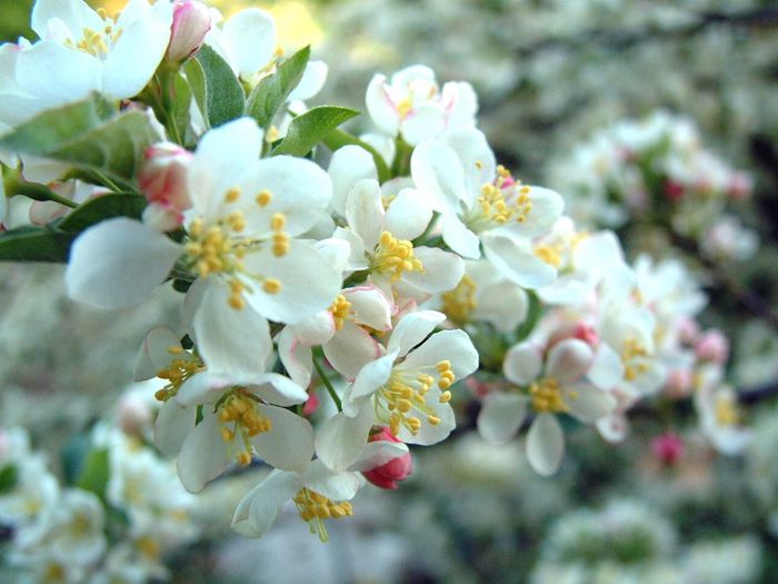 186 - Flori foarte multe flori