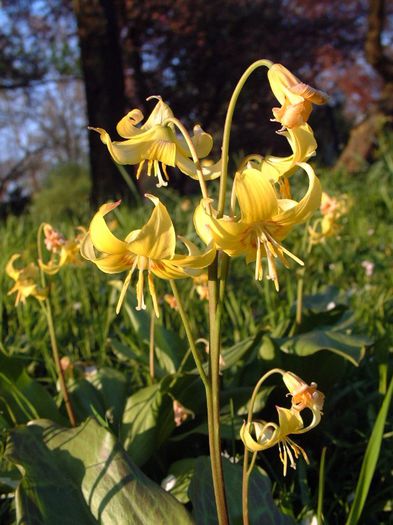 188 - Flori foarte multe flori