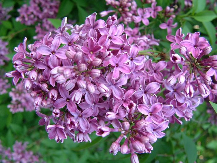 191 - Flori foarte multe flori