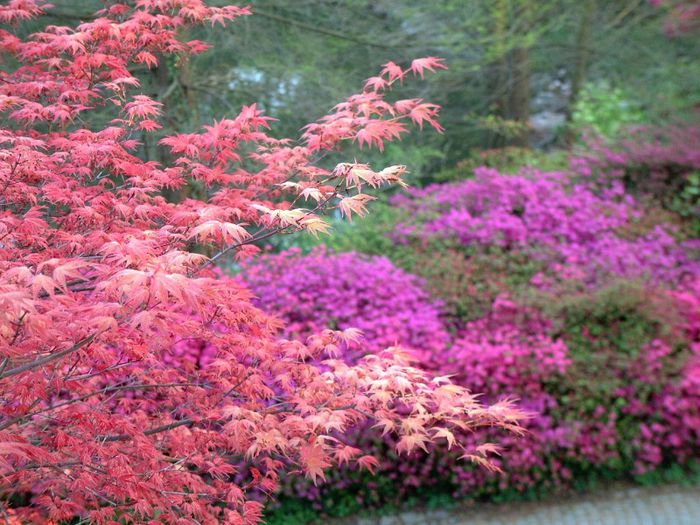 195 - Flori foarte multe flori