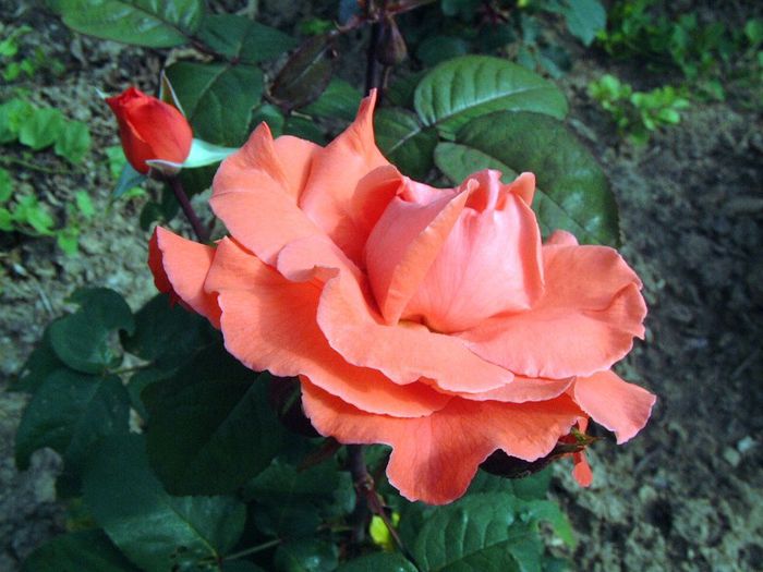 197 - Flori foarte multe flori