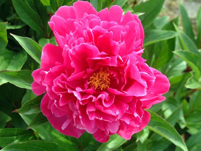 201 - Flori foarte multe flori