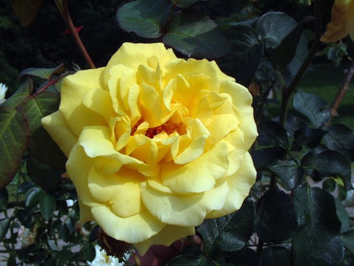 203 - Flori foarte multe flori