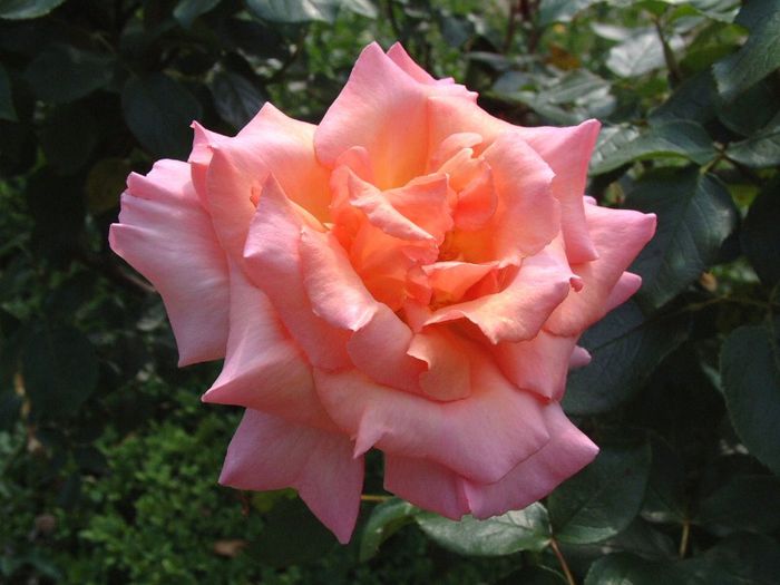 208 - Flori foarte multe flori