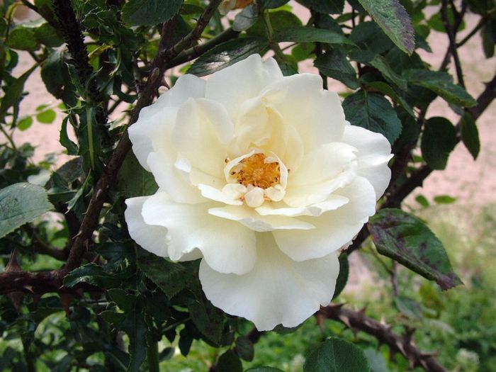 210 - Flori foarte multe flori