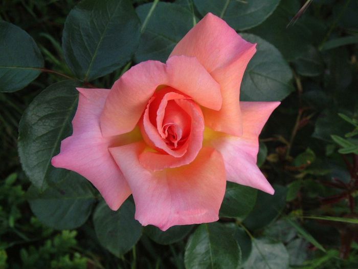 212 - Flori foarte multe flori