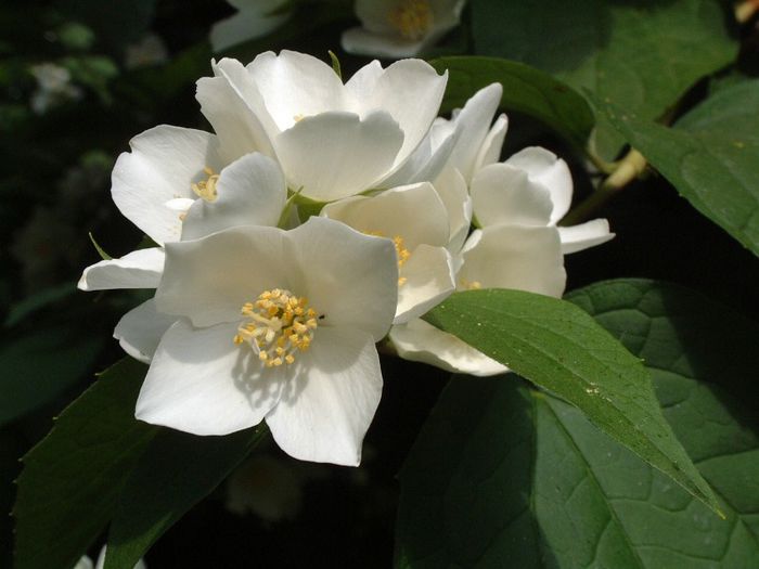 224 - Flori foarte multe flori