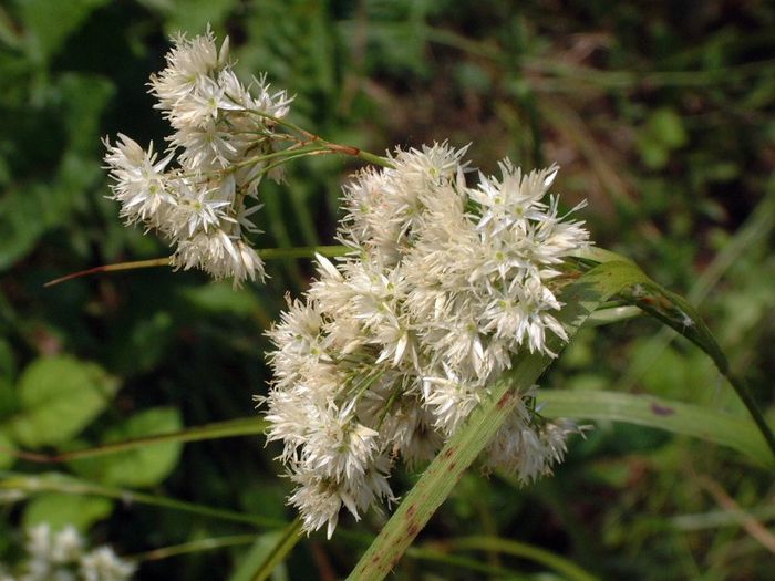 233 - Flori foarte multe flori