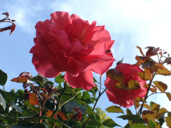 238 - Flori foarte multe flori