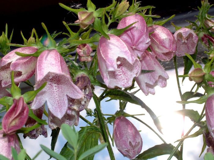 241 - Flori foarte multe flori