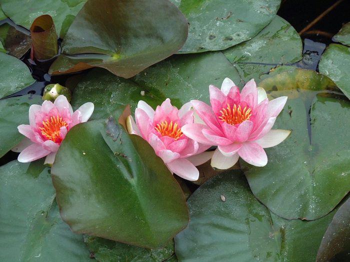 242 - Flori foarte multe flori