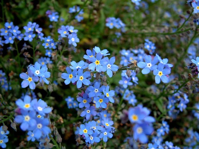 243 - Flori foarte multe flori